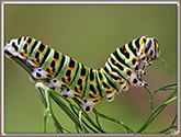 Chenille de Machaon